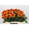 Dahlia American Sunset