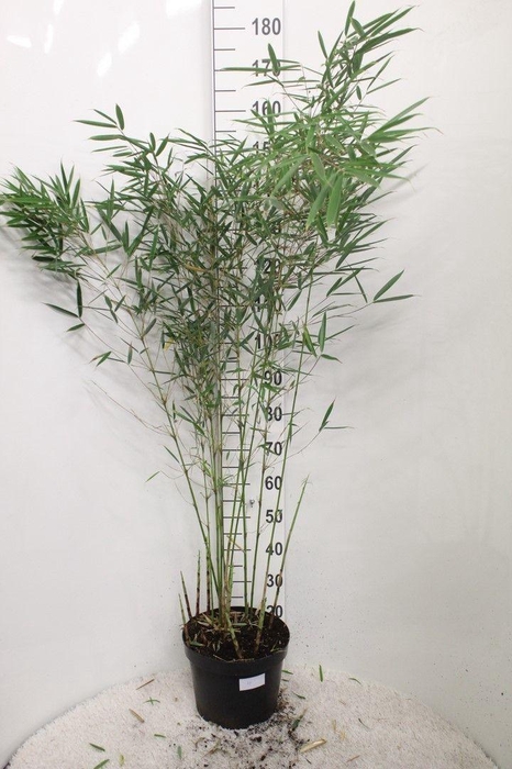 <h4>Fargesia robusta 'Campbell' P29 H180</h4>