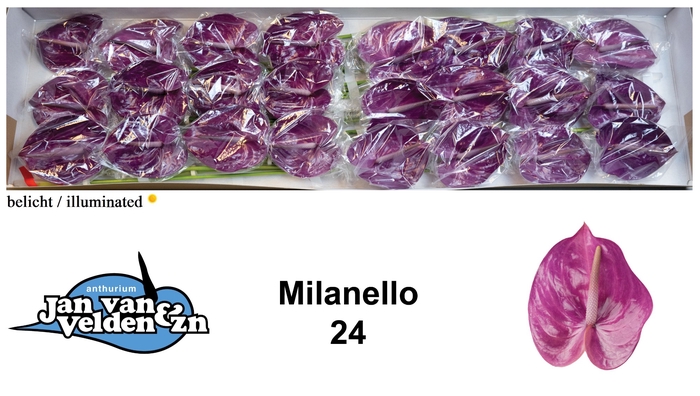 <h4>Anthurium Milanello</h4>