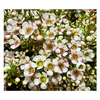 Chamelaucium Morning Delight