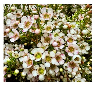 Chamelaucium Morning Delight