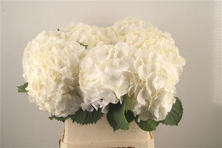 <h4>Hydr M White Verena</h4>