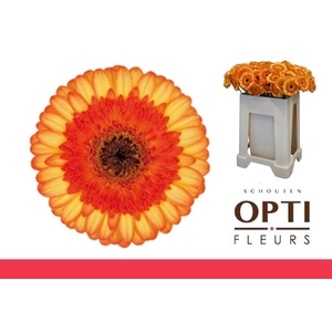 Germini Colori Water