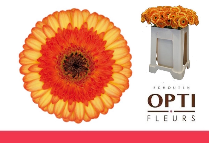 <h4>Germini Colori Water</h4>