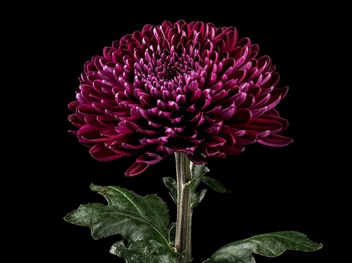 <h4>Chrys Gaviria</h4>