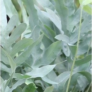 PHLEBODIUM BLUE STAR 75CM