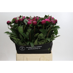 Paeonia Red Sarah