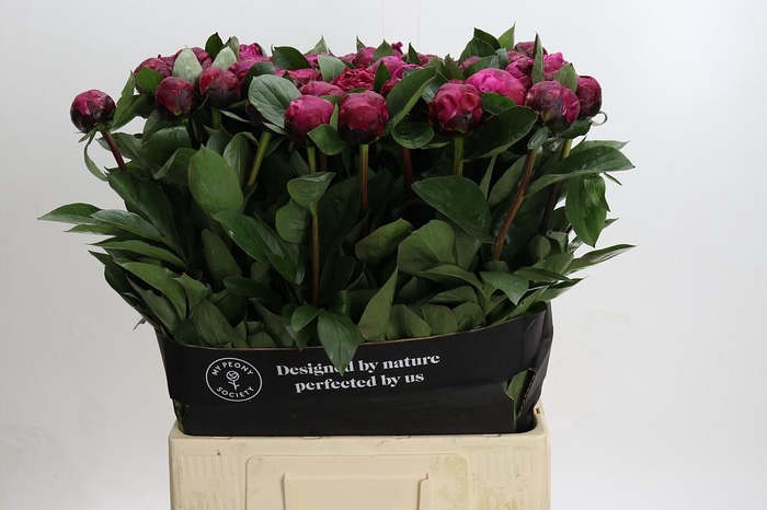 <h4>Paeonia Red Sarah</h4>