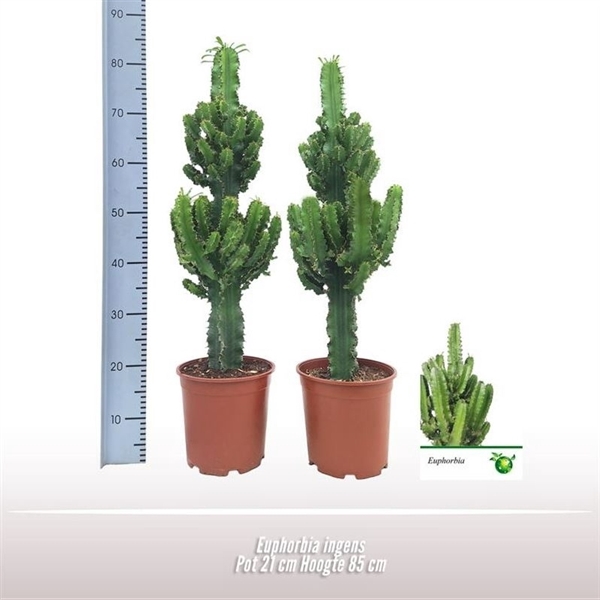 <h4>Euphorbia ingens</h4>