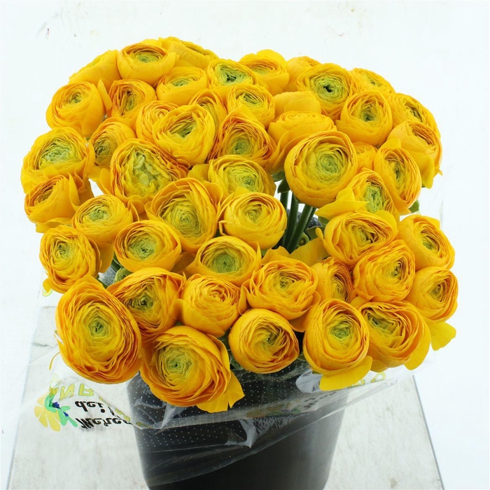 <h4>Ran Su Sr Omega Yellow Super</h4>