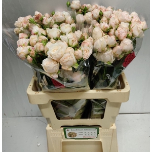 Rosa spray bombastic