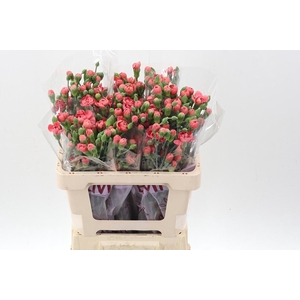 Di Tr Miss Trendy EMF