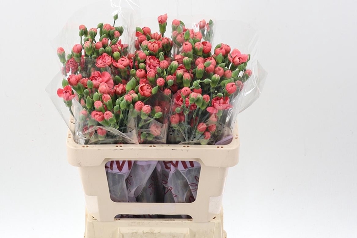 <h4>Di Tr Miss Trendy EMF</h4>