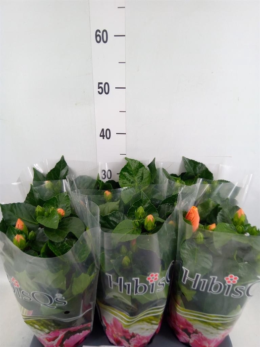 <h4>Hibiscus rosa-sin.   ...</h4>