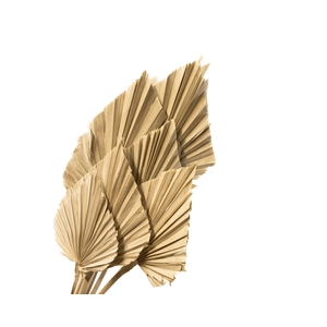 Palm Spear Natural