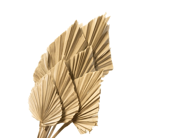 <h4>Palm Spear Natural</h4>