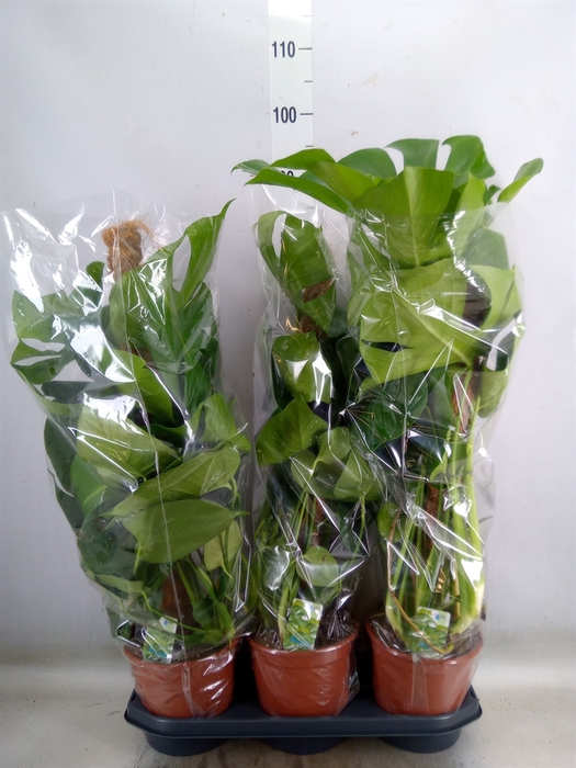 <h4>Monstera delic.</h4>