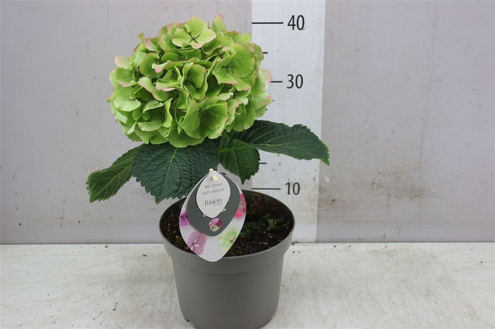 <h4>Hydrangea Fusion Big Flower</h4>