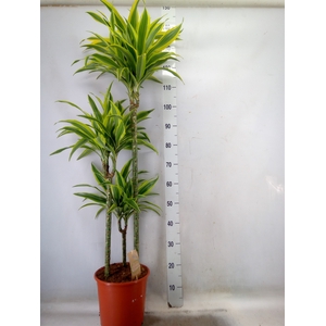 Dracaena fr de 'LemonLime'