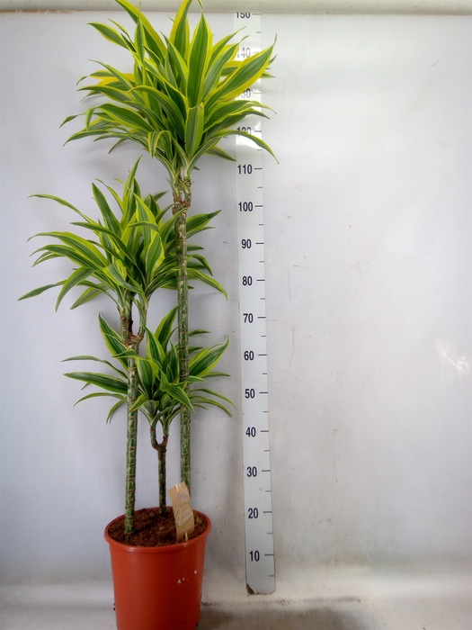 <h4>Dracaena fr de 'LemonLime'</h4>