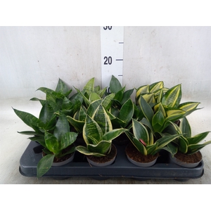 Sansevieria trifa.   ...
