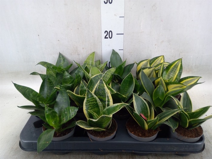 <h4>Sansevieria trifa.   ...</h4>
