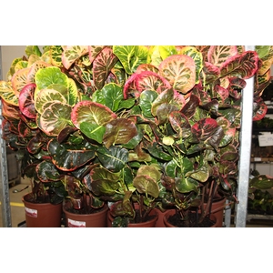 CROTON NECTARINE P23