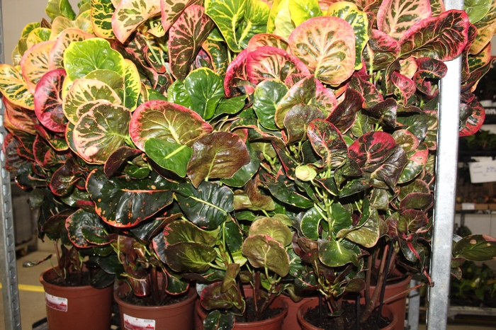 CROTON NECTARINE P23