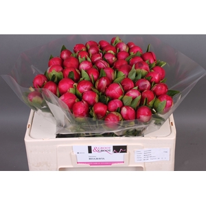 Paeonia Belgravia | Heavy Quality