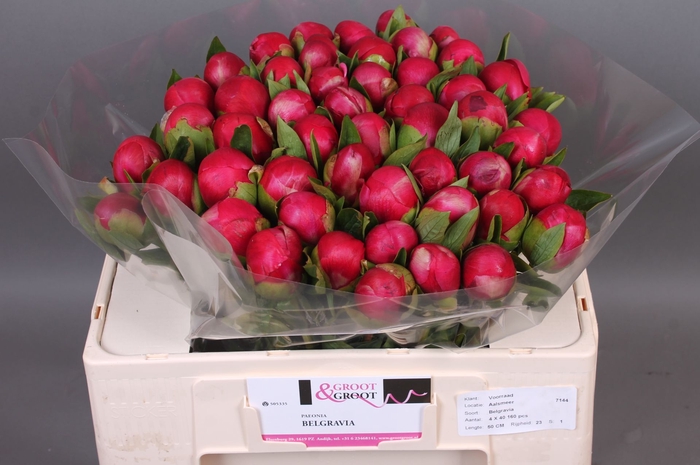<h4>Paeonia Belgravia | Heavy Quality</h4>