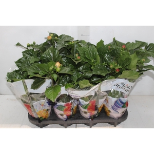 HIBISQS DOBRADO P15 VARIADO