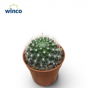 Mammillaria Cobrensis