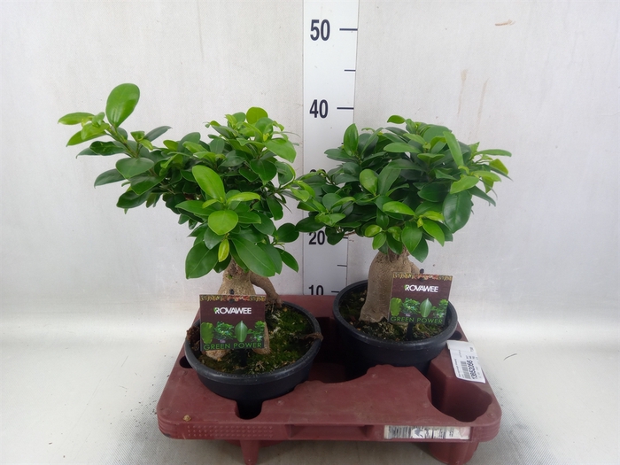 Ficus microcarpa 'Ginseng'