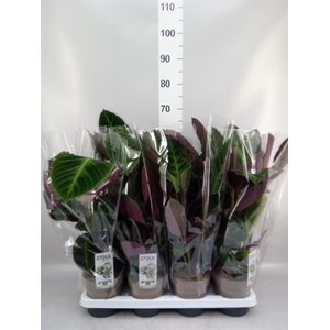 Calathea warscewiczii