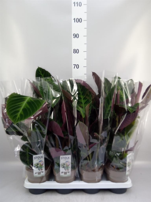 <h4>Calathea warscewiczii</h4>