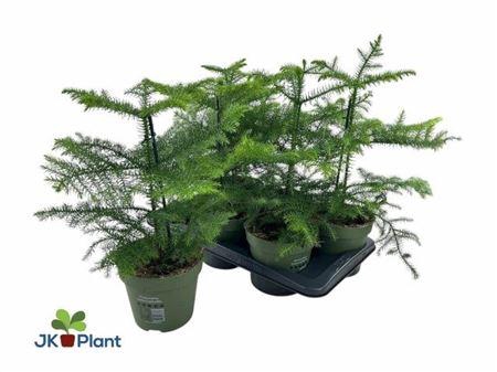 <h4>Araucaria Heterophyl</h4>