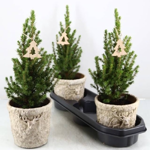 PICEA GL PERFECTA