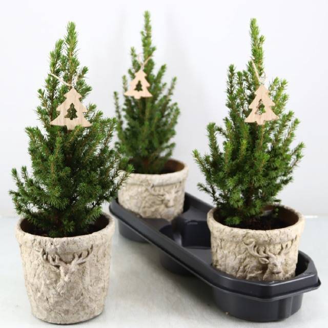 <h4>PICEA GL PERFECTA</h4>