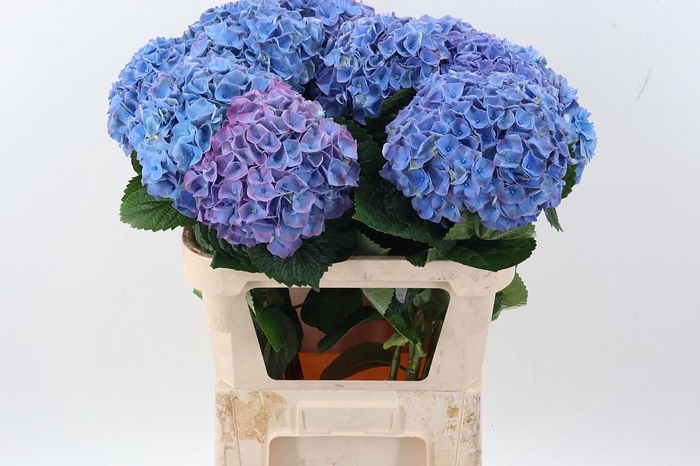 <h4>Hydr M My Riviera</h4>