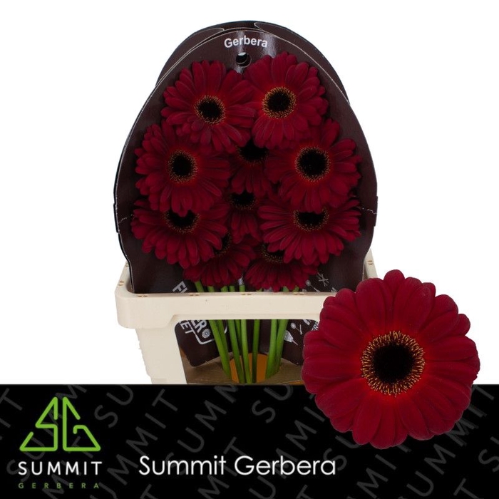 <h4>Gerbera Dark Diamond</h4>