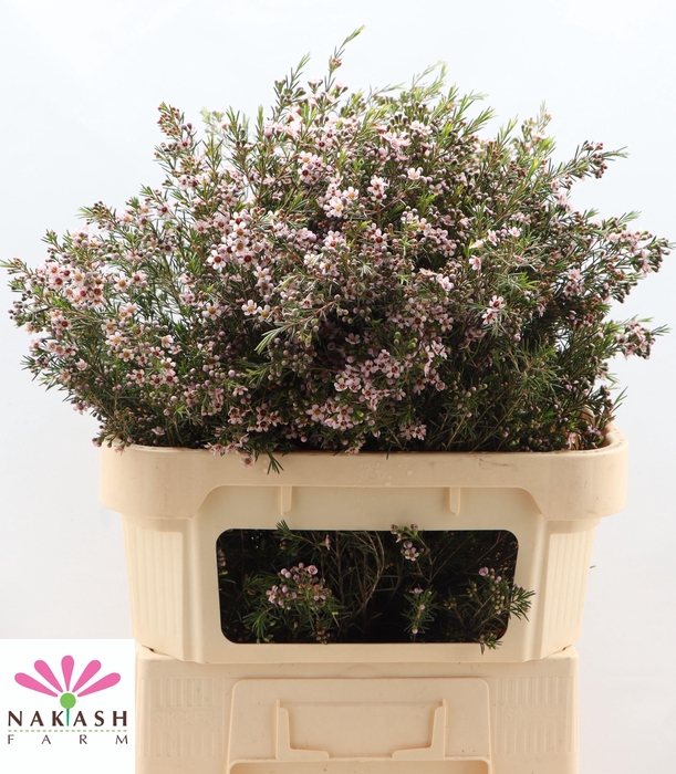 <h4>CHAME UN ROMI</h4>