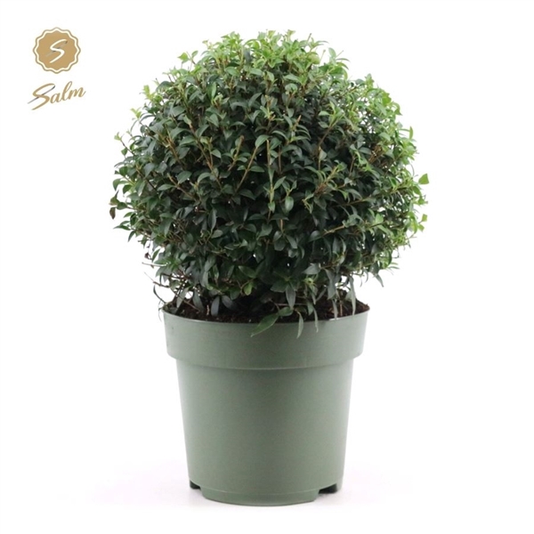 <h4>Osmanthus x Burkwoodii Ball Ø38cm P27</h4>