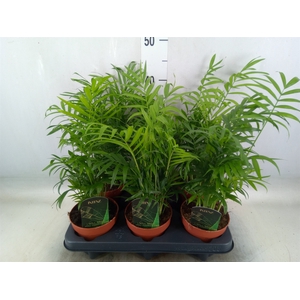 Chamaedorea elegans