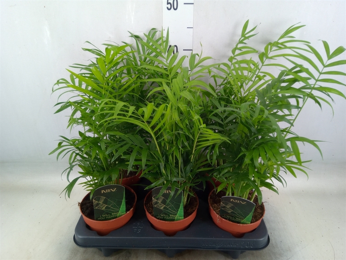 <h4>Chamaedorea elegans</h4>