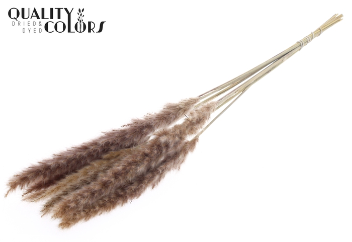 Fluffy Pampas 10pc/bunch Natural