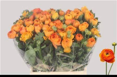 <h4>Ran El Light Orange</h4>