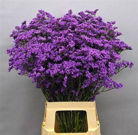 <h4>Lim Sin Kansas Blue</h4>