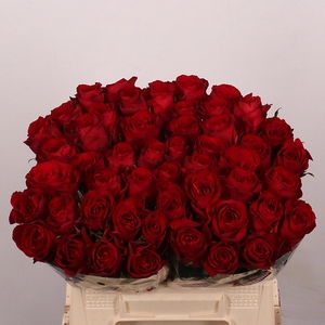 R GR MADAM RED