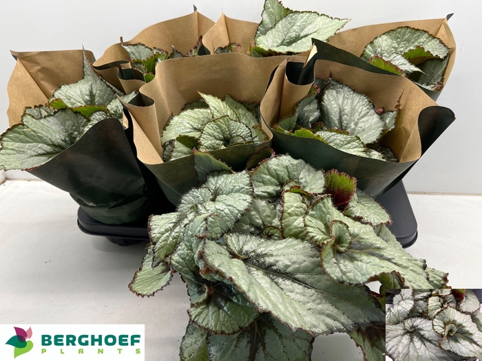 <h4>BEG REX ESCARGOT</h4>