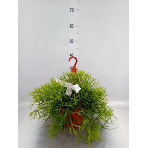 Rhipsalis heteroclada